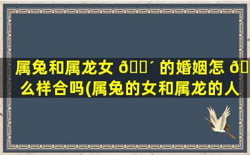 属兔和属龙女 🌴 的婚姻怎 🐘 么样合吗(属兔的女和属龙的人配吗)